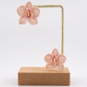 Moth Orchid - soft pink